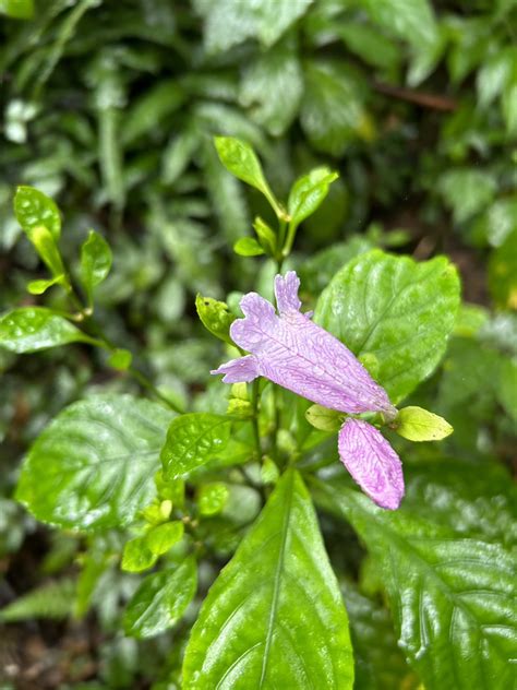 植物介紹|臺灣原生樹木推廣及媒合平臺